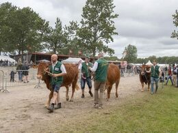 Vinderdyrene fra Mathias Nymann Olsen på vej tilbage til staldene efter storsejren.