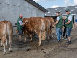 Den allersidste morgenvask til vinderdyrene