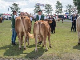 Limousine sejrede i Interbreed med det bedste hundyr. Highfive fra far til søn.