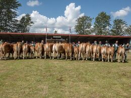 Limousinerne linet op til overrækkelse af ærespræmier – ikke alle dyrene kunne være på et  billede