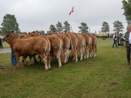 Atypisk i forhold til tidligere år, så startede bedømmelserne med de store kvier, begyndende med holdet af kvier fra 18-21 måneder. Til højre i billedet ses den danske dommerassistent, Jacob Ravn.