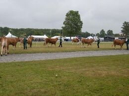 Her er det kvierne fra 21-24 der er sendt ud at gå, så dommeren også kan se dyrene i bevægelse. Der findes billeder af alle holdene stående mere eller mindre pænt på række i galleriet ”bedømmelse”.