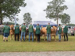 Her er det holdet af kvier fra 24-27 måneder set fra trækkersiden.