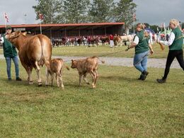 Efter de store kvier fulgte køerne – i kategorien af køer under tre år var der kun én, nemlig denne ko med tvillinger, som selvsagt fik megen opmærksomhed fra publikum.