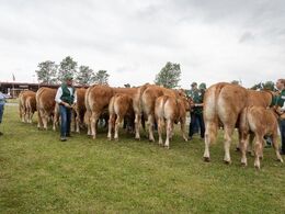Bedømmelse af køer med kalv er en stor opgave. Der var 7 køer i holdet af køer 3 - 5 år.