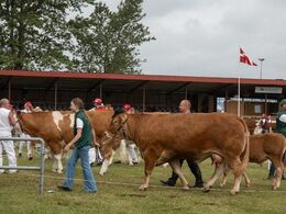 På vej fra den store ring og retur til stalden. Bemærk koens hovedbeklædning.
