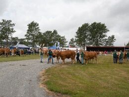 Her er køerne over 5 år med kalv kommet til bedømmelse. 10 køer var der i holdet, så der var leben.