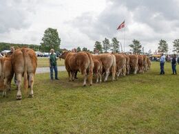 Holdet med køer over 5 år m kalv ved siden er oprangeret. Den franske dommer begrunder placeringerne og den danske dommerassistent oversætter.