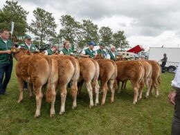 Over middag var scenen den lille kødkvægsring. Først bedømmelse af de små kvier. Dette er holdet af kvier fra 6-8 måneder mens bedømmelsen pågår, dvs. endelige placering ikke afgjort da billedet blev taget.