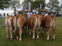 Bedømmelse af holdet med kvier 10-12 mdr. Dommeren kigger også forfra. Dyrene står i katalogorden.