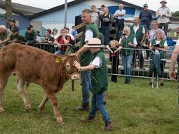Efter hundyrene skulle handyrene bedømmes. Dejligt også at se de unge trækkere i aktion. Her en helt ung trækker med en helt ung tyr.