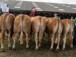 Fredag morgen ”afkomsfremvisning ved bommene”. Den bedste gruppe blev gruppen efter Bøgely Mister – en tyr, der tidligere har været helt til tops i Herning.