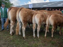 Afkom efter Jipsy MN udgjorde den ifølge dommeren næstbedste afkomsgruppe