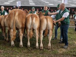 Der skal være minimum tre dyr efter samme tyr for at en gruppe kan deltage i afkomsfremvisningen. Det var der lige præcis i gruppen af dyr efter Humlegården PP Rajo 404, som fik på tredjepladsen.