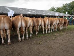 Afkom efter Loustic var antalsmæssigt den største gruppe med 14 dyr.