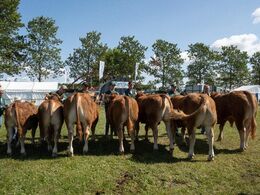Fredagen handlede dernæst om at finde de allerbedste blandt de bedste limousiner. Her gælder det det bedste yngre tyr.
