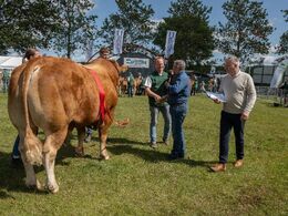 Afgørelsen om bedste ældre tyr er faldet. Se alle vinderdyrene i separat galleri her på hjemmesiden.