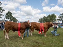 Bedste yngre og bedste ældre tyr i et og samme billede.
