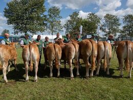 Bedste yngre kvie skulle findes blandt disse syv prægtige holdvindere.