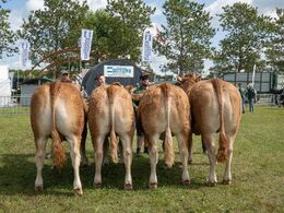 Derefter skulle bedste ældre kvie findes blandt disse fire prægtige dyr – det blev kvien helt til højre – se billede af hende i galleriet med vinderdyr