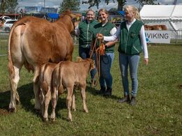 Stemningsbillede fra ko-konkurrencen. Den unge ko med tvillinger fik megen opmærksomhed.