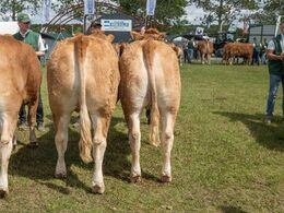 Mange par stillede op i parkonkurrencen – disse to flotte kvier løb med parsejren.