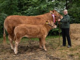 Lørdag var der fotografering af bånd- og ærespræmiedyr på en bestemt position mellem staldene. Dette er et af de billeder, der efterfølgende lod sig kalde frem. Desværre blev flere billedfiler ødelagt. I galleriet med vinderdyrene ses vinderdyrene derfor 