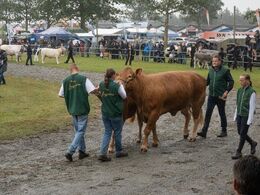 Lørdag var der interbreed i den store ring – i regnvejr. Her bedste limousine hundyr ude at gå.