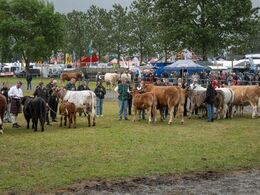 Hundyrene opstillet i raceorden – med fokus på limousinekoen
