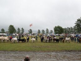 Hundyrene opstillet i raceorden – alle racer på et billede