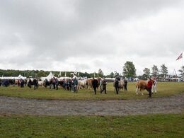 Interbreed handyr – alle racer opstillet i raceorden.