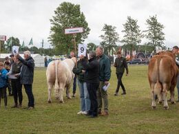 Handyrene opstillet i raceorden – med fokus på limousinetyren
