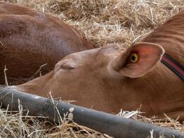Tak for i år. Kataloget for 2023 talte 115 tilmeldte katalognumre indenfor limousineracen.
