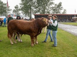 På dette billede kan man ligefrem se, at det står ned i stænger…