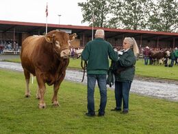Grand Old Man, Hans Keld Hansen iklædes regnfrakke af fru Tove, mens de venter på at komme til  bedømmelse.