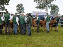 Bedømmelse af små kvier set fra trækkersiden. Der findes billeder af alle holdene i galleriet ”bedømmelse