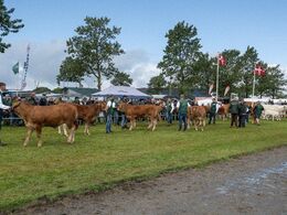 Så kom solen frem igen… Holdet af kvier mellem 6 og 8 måneder i bevægelse