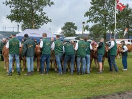 Et klassisk dyrskuebillede – opmærksomme trækkere på en fin række