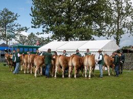 Scenen er nu den lille kødkvægsring, hvor de næste dyr venter i kulissen på at komme til bedømmelse.