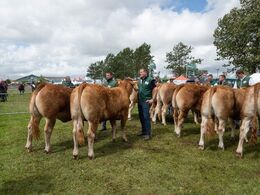 Holdet af kvier på 18-21 måneder er stort, så det kan knibe med pladsen i den lille kødkvægsring