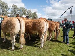 Den franske dommer Christian Laloi arbejder her med oprangeringen af kvierne i holdet fra 24-27 måneder.