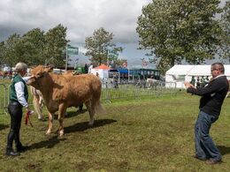 Dommeren vil også selv have et billede med hjem af vinderen af holdet af kvier fra 24-27 måneder.