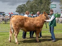 Dommeren tager sig også tid til korte snakke med nogle af udstillerne – her vinderen af holdet med de  ældste kvier, som er mellem 27 og 30 måneder.