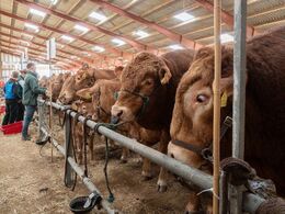 Fra hver af de fire regioner havde regionens udstillere udvalgt fire dyr fra fire forskellige ejere. Sådan her  tog det hele sig ud fra fronten.