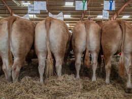 Bliver det mon firedyrs gruppen var fra Region Midt ?