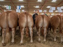 Eller firedyrs gruppen fra Region Nord ?