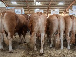 Eller firedyrs gruppen fra Region Øerne ?