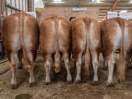 Eller firedyrsgruppen fra Region Syd ?