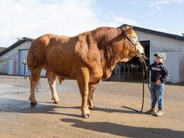 Den ældre generation brillierede som trækkere af den tyr, som blev bedste handyr 2024, men se lige denne  unge gut, som vi helt sikkert får at se som tyretrækker i ringen om føje år…