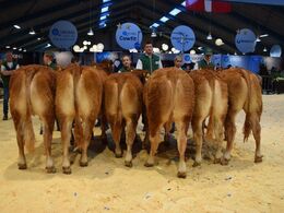 Alle fløjkvier under 18 mdr